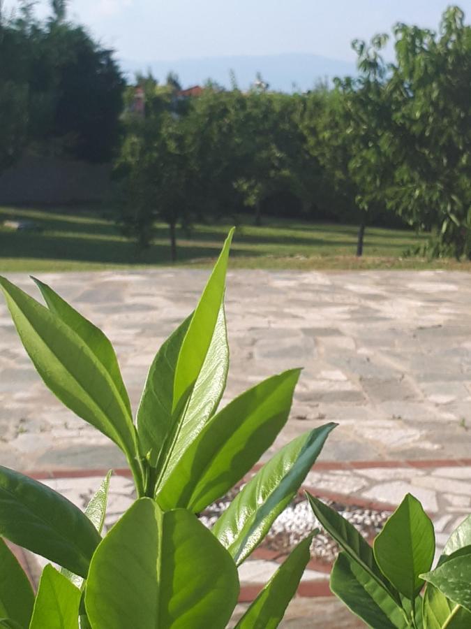 Villa George Άφυτος Εξωτερικό φωτογραφία